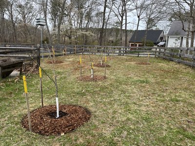 Rose & Orchard Restoration