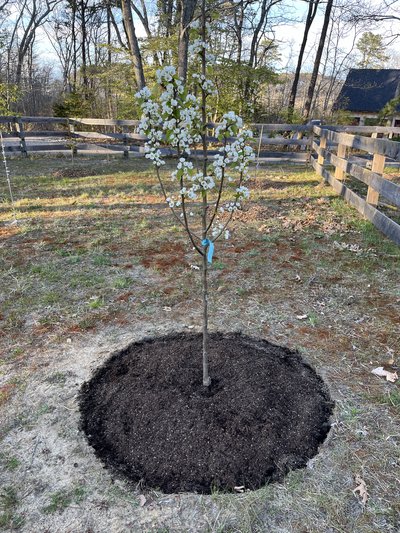 Rose & Orchard Restoration