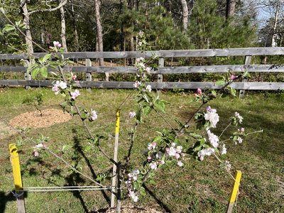 Rose & Orchard Restoration