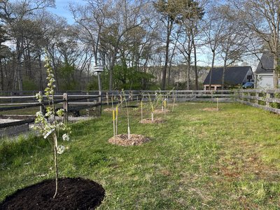 Rose & Orchard Restoration