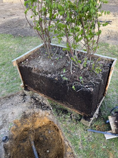 Rose & Orchard Restoration