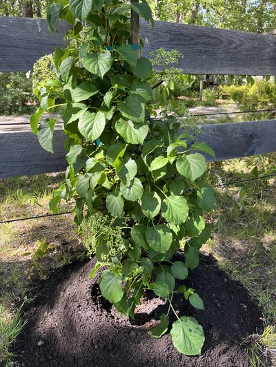 Rose & Orchard Restoration