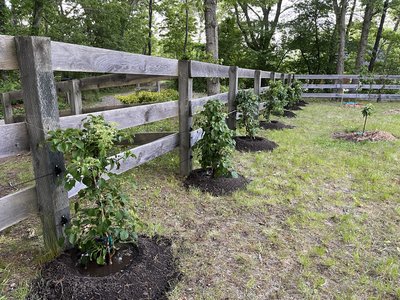 Rose & Orchard Restoration