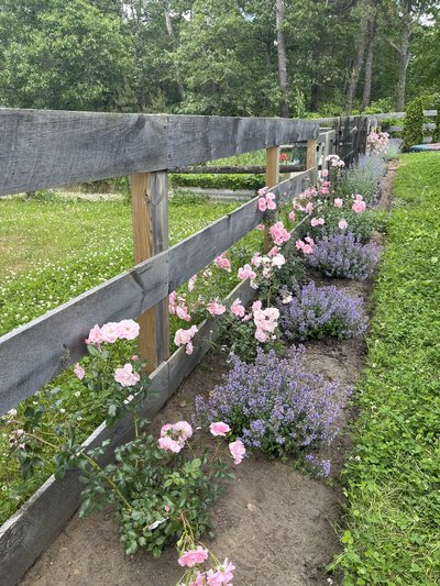 Rose & Orchard Restoration