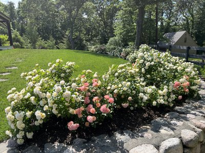 Rose & Orchard Restoration