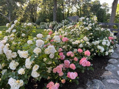 Rose & Orchard Restoration
