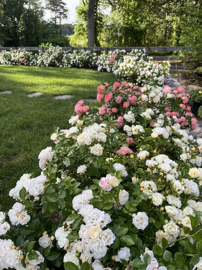 Rose & Orchard Restoration