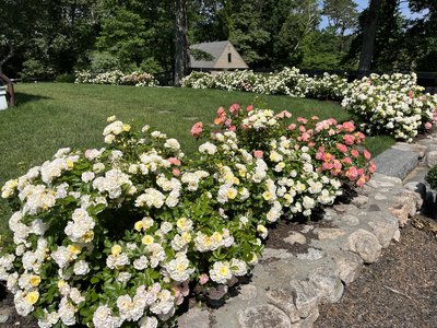 Rose & Orchard Restoration