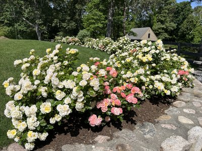 Rose & Orchard Restoration