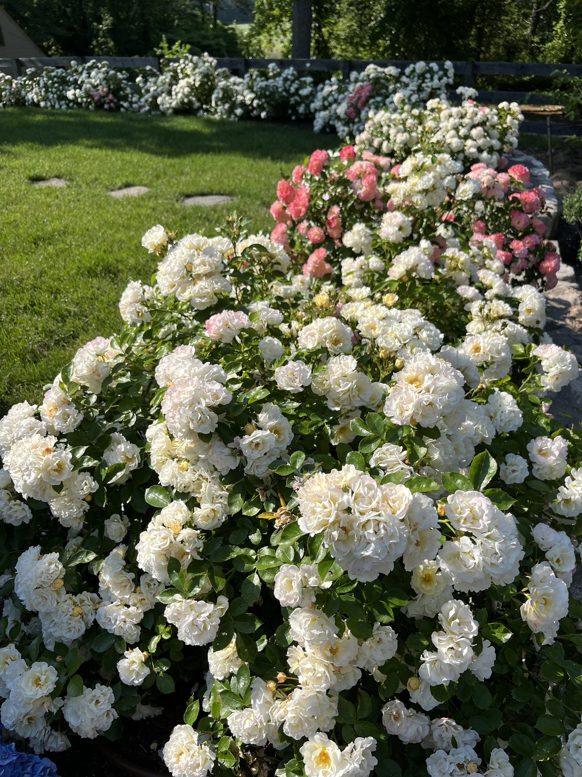 Rose & Orchard Restoration